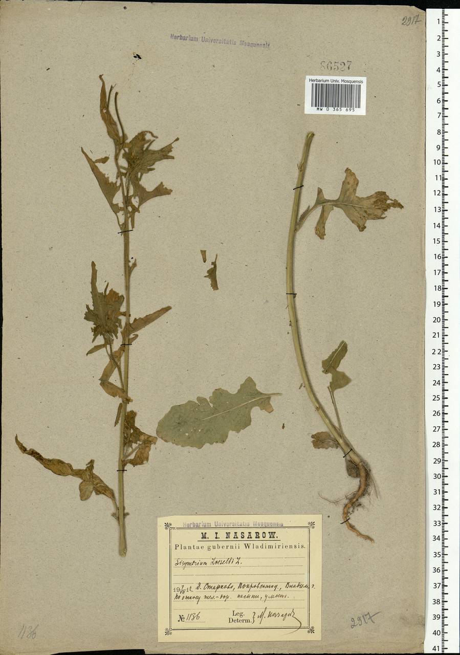 Sisymbrium loeselii L., Eastern Europe, Central region (E4) (Russia)