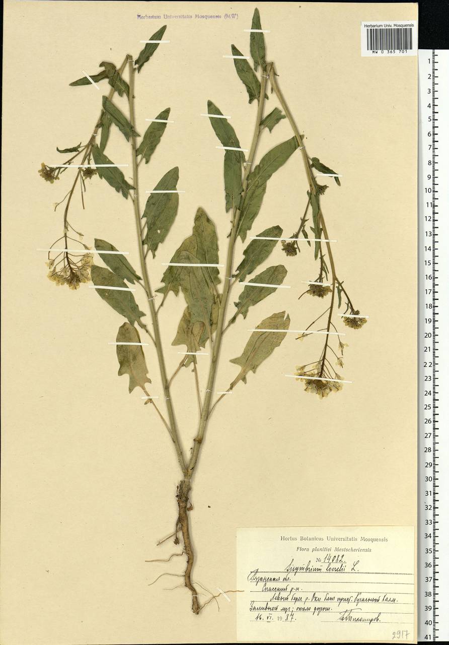 Sisymbrium loeselii L., Eastern Europe, Central region (E4) (Russia)