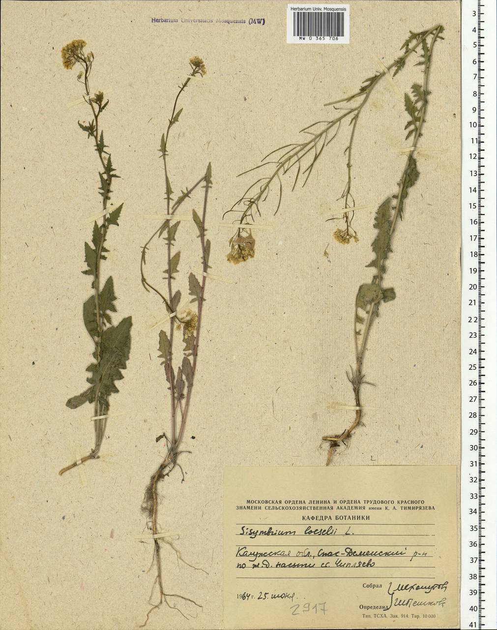 Sisymbrium loeselii L., Eastern Europe, Central region (E4) (Russia)