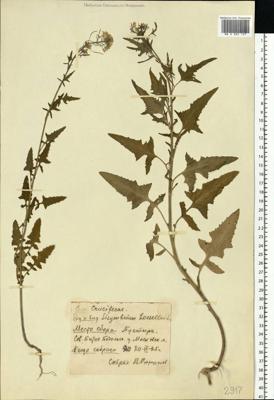 Sisymbrium loeselii L., Eastern Europe, Moscow region (E4a) (Russia)