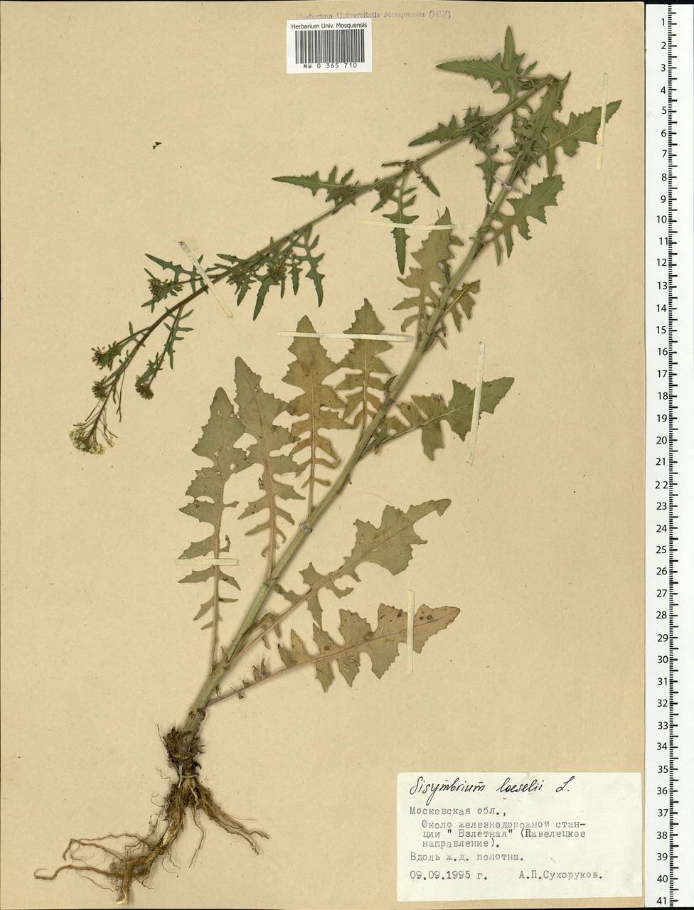 Sisymbrium loeselii L., Eastern Europe, Moscow region (E4a) (Russia)