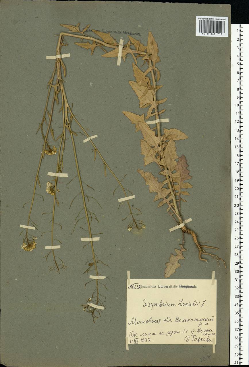 Sisymbrium loeselii L., Eastern Europe, Moscow region (E4a) (Russia)