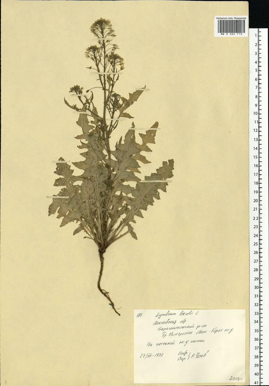 Sisymbrium loeselii L., Eastern Europe, Moscow region (E4a) (Russia)