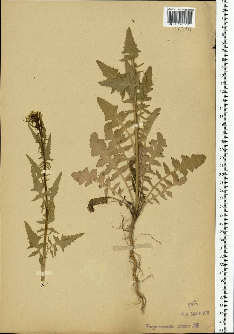 Sisymbrium loeselii L., Eastern Europe, Moscow region (E4a) (Russia)