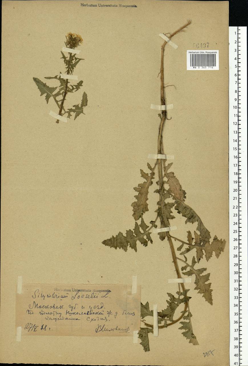 Sisymbrium loeselii L., Eastern Europe, Moscow region (E4a) (Russia)