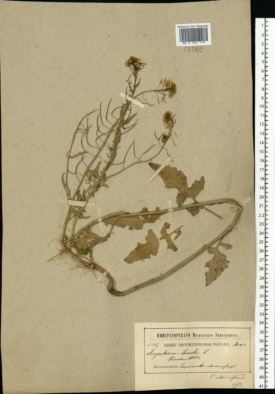 Sisymbrium loeselii L., Eastern Europe, Moscow region (E4a) (Russia)