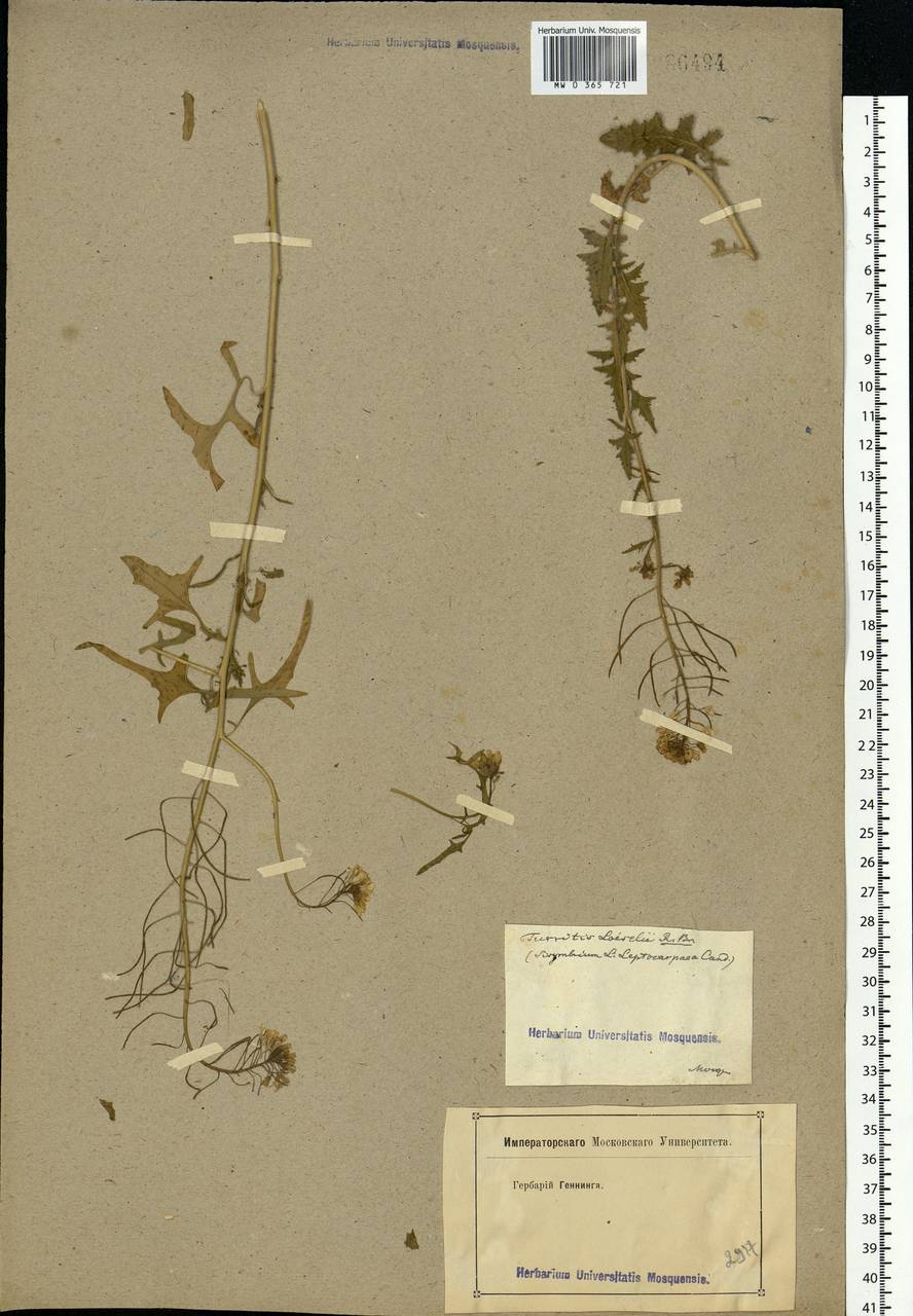 Sisymbrium loeselii L., Eastern Europe, Moscow region (E4a) (Russia)