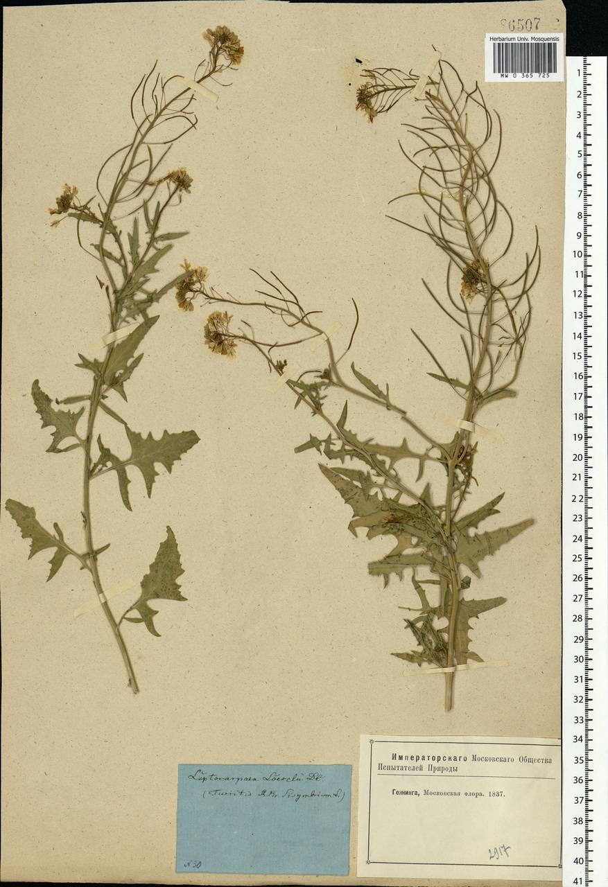 Sisymbrium loeselii L., Eastern Europe, Moscow region (E4a) (Russia)