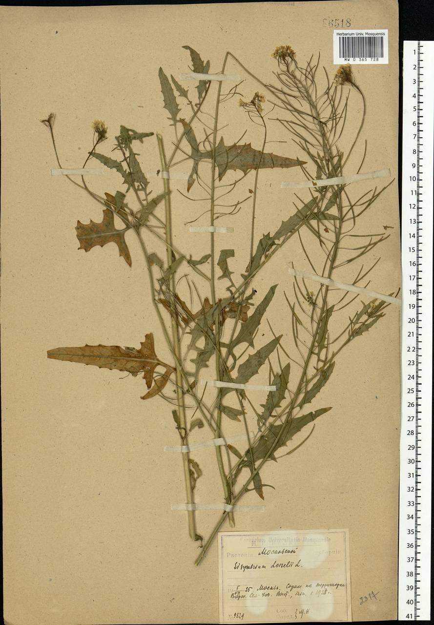 Sisymbrium loeselii L., Eastern Europe, Moscow region (E4a) (Russia)