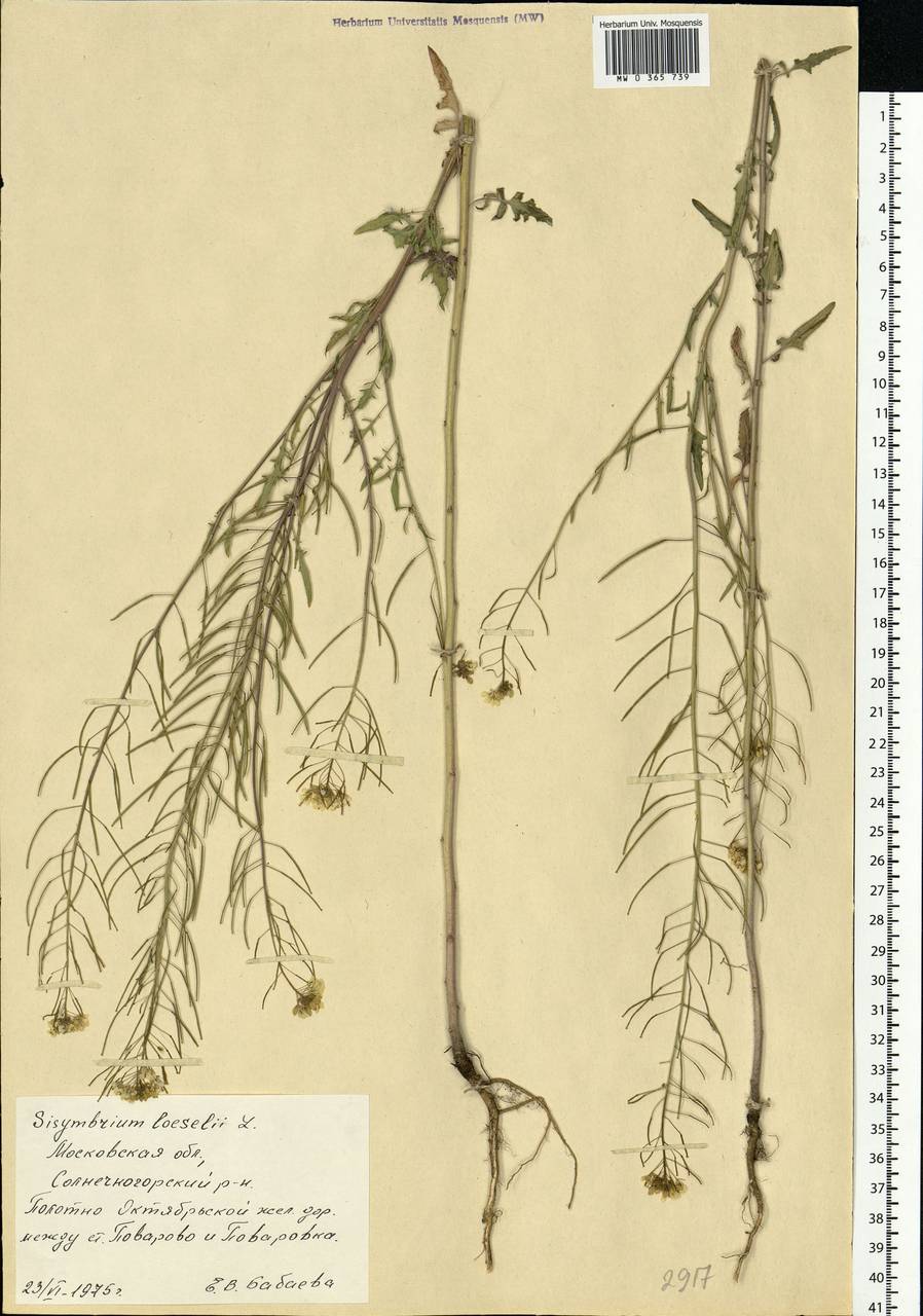 Sisymbrium loeselii L., Eastern Europe, Moscow region (E4a) (Russia)