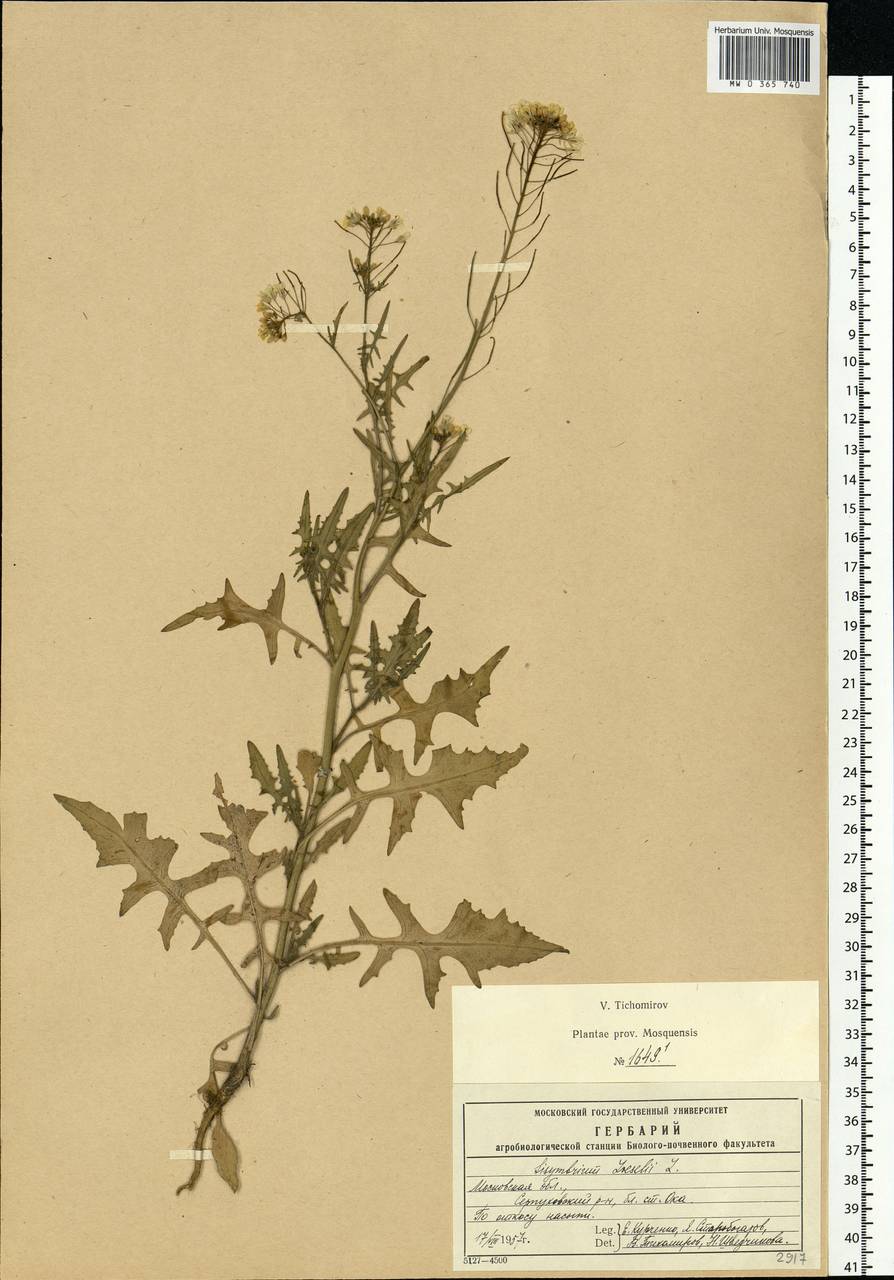 Sisymbrium loeselii L., Eastern Europe, Moscow region (E4a) (Russia)