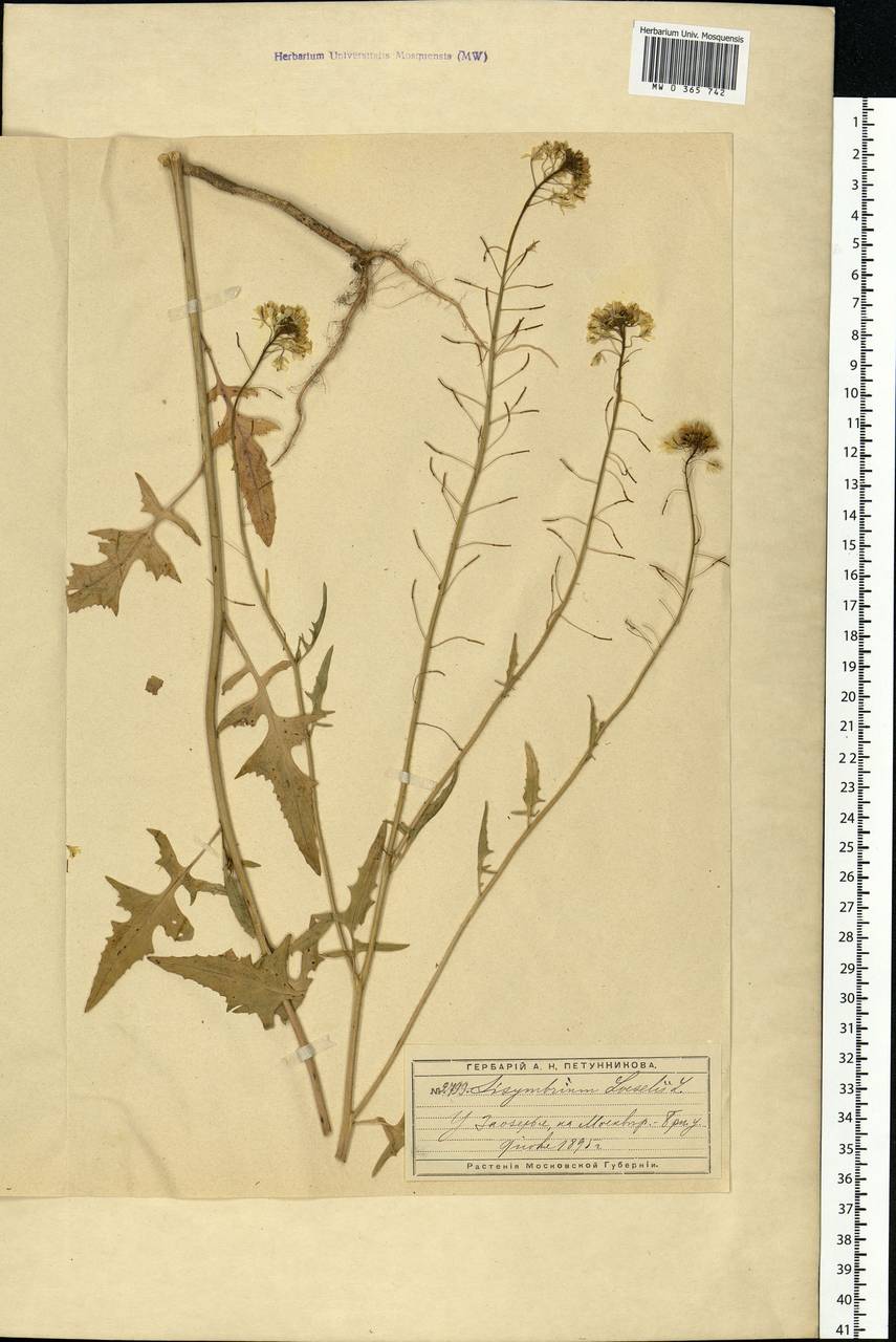 Sisymbrium loeselii L., Eastern Europe, Moscow region (E4a) (Russia)