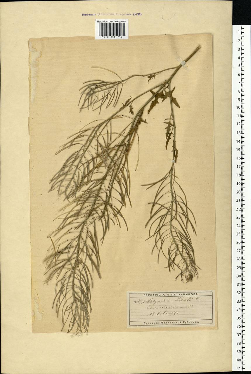 Sisymbrium loeselii L., Eastern Europe, Moscow region (E4a) (Russia)