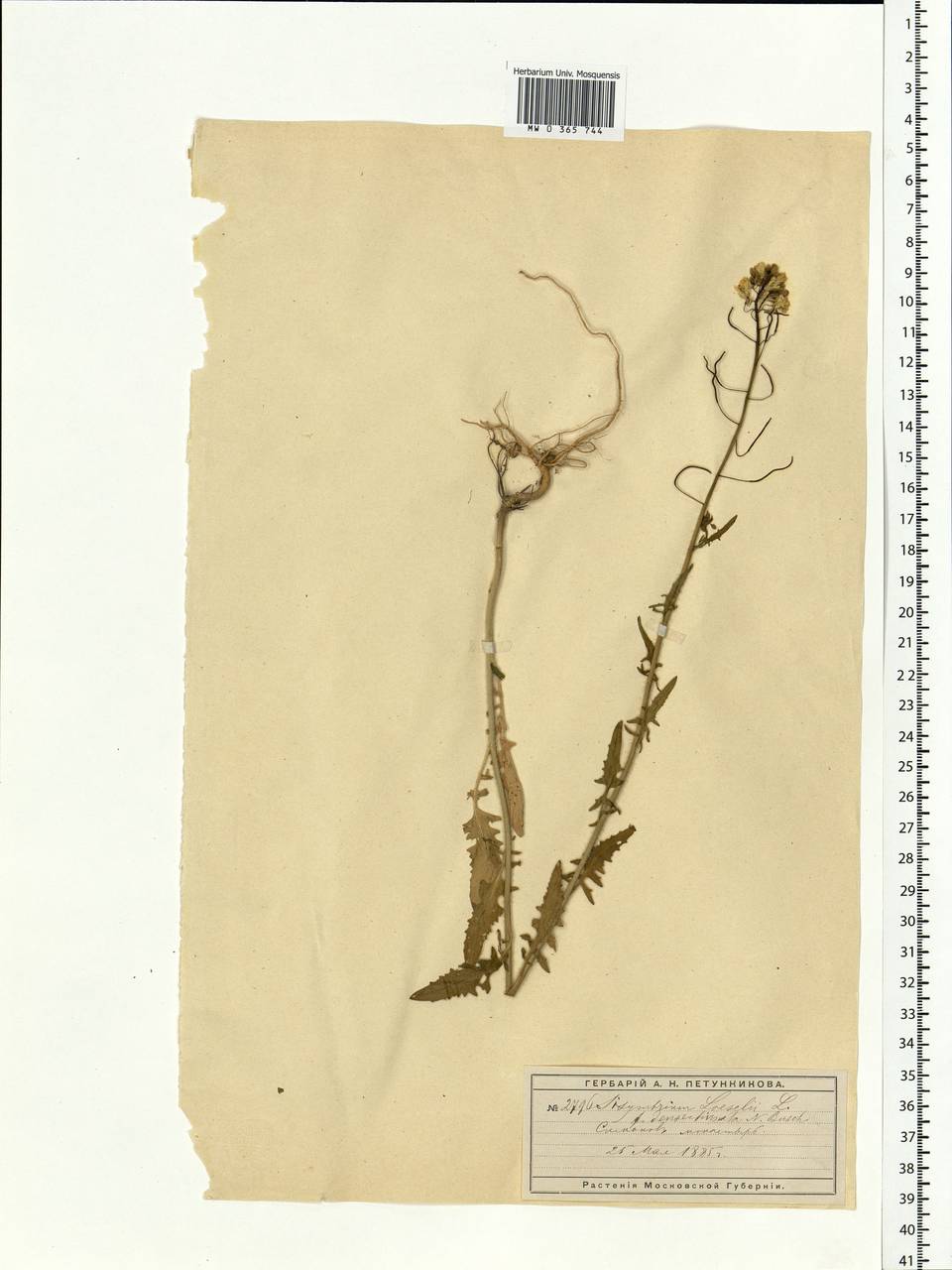 Sisymbrium loeselii L., Eastern Europe, Moscow region (E4a) (Russia)