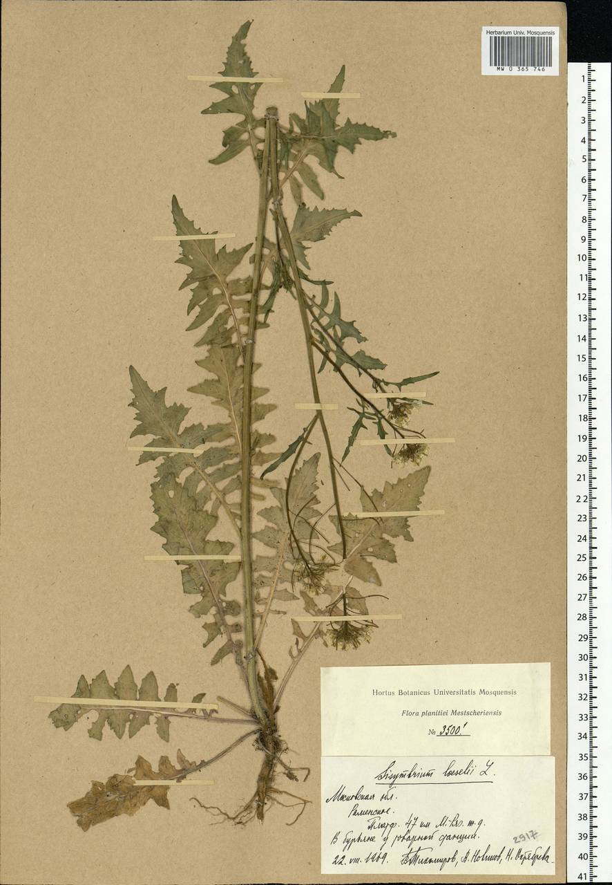 Sisymbrium loeselii L., Eastern Europe, Moscow region (E4a) (Russia)