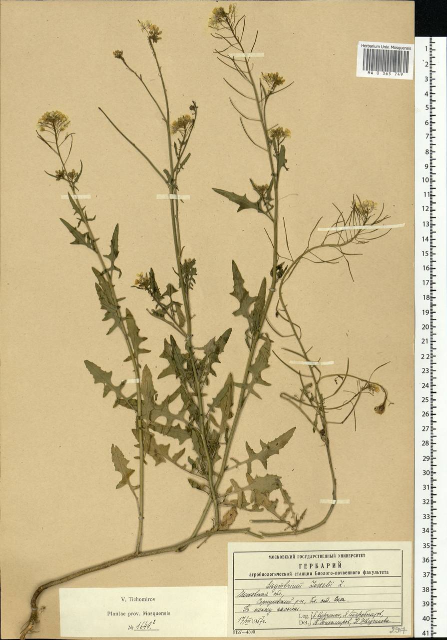 Sisymbrium loeselii L., Eastern Europe, Moscow region (E4a) (Russia)