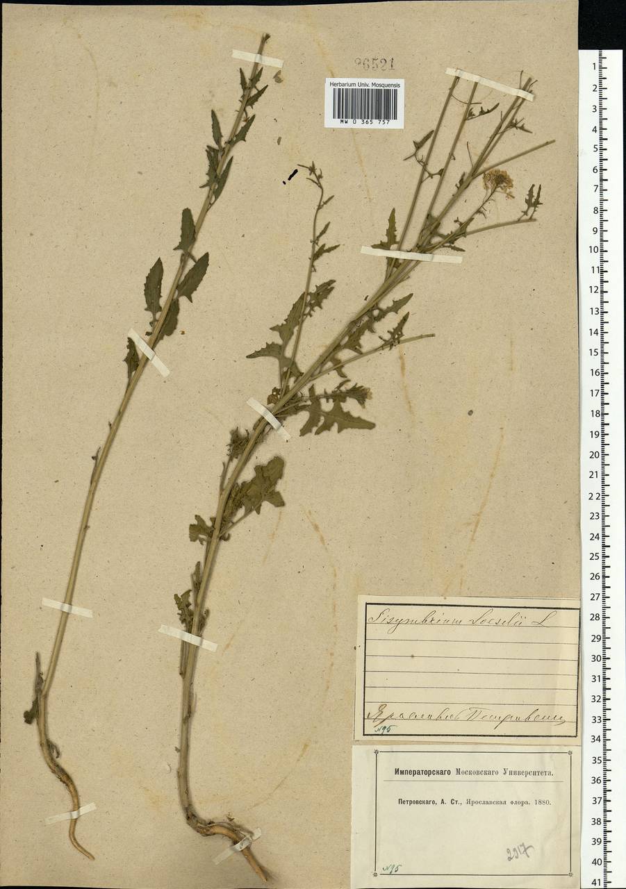 Sisymbrium loeselii L., Eastern Europe, Central forest region (E5) (Russia)