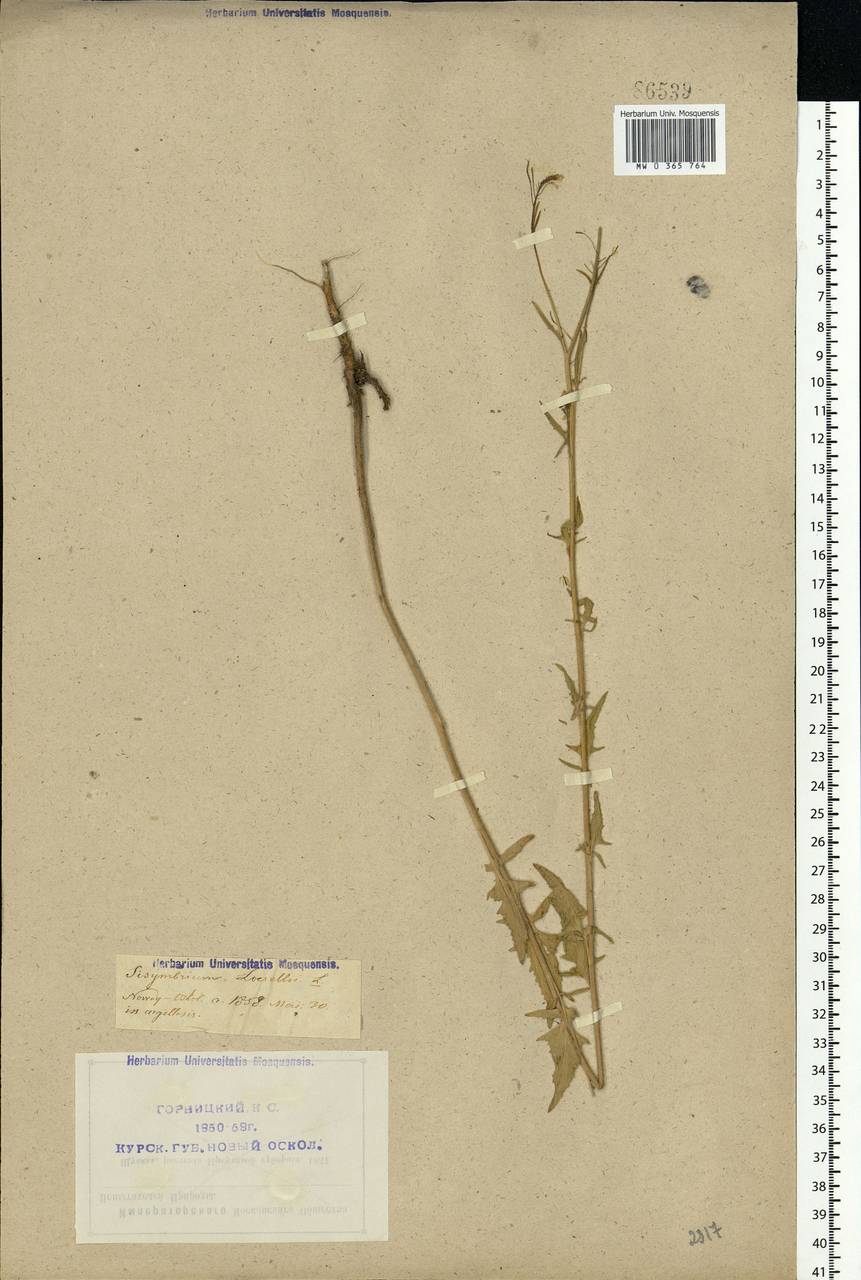 Sisymbrium loeselii L., Eastern Europe, Central forest-and-steppe region (E6) (Russia)