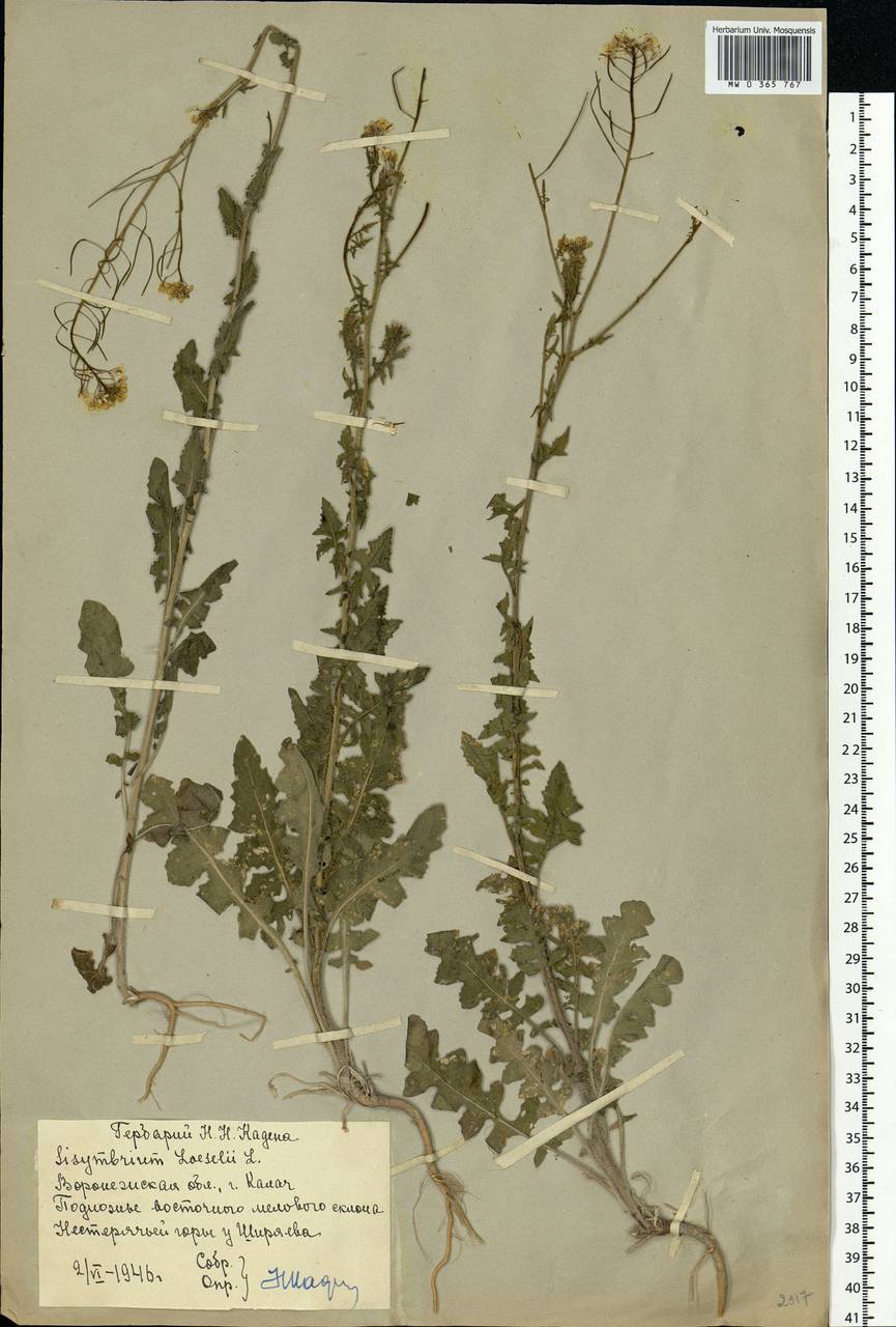 Sisymbrium loeselii L., Eastern Europe, Central forest-and-steppe region (E6) (Russia)