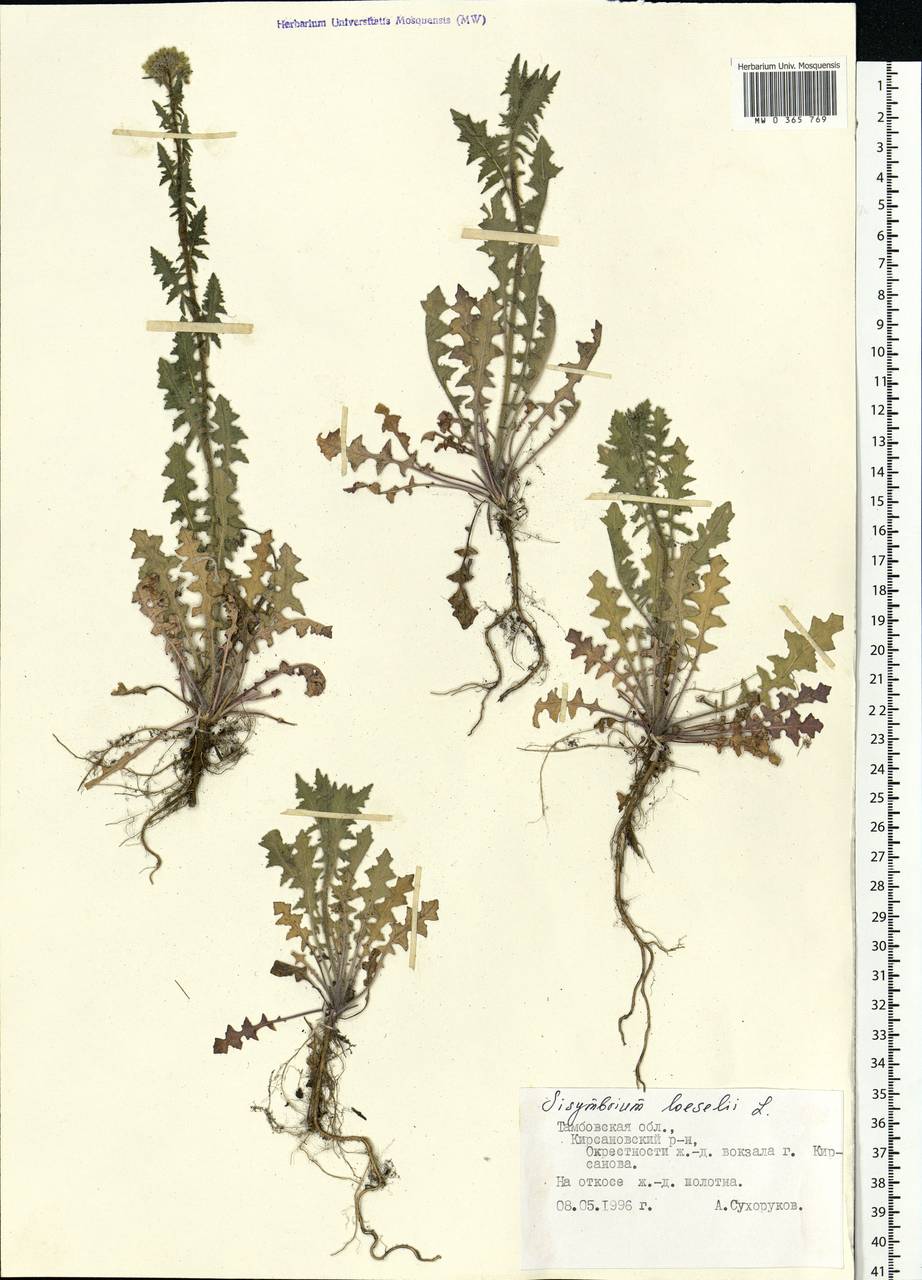 Sisymbrium loeselii L., Eastern Europe, Central forest-and-steppe region (E6) (Russia)