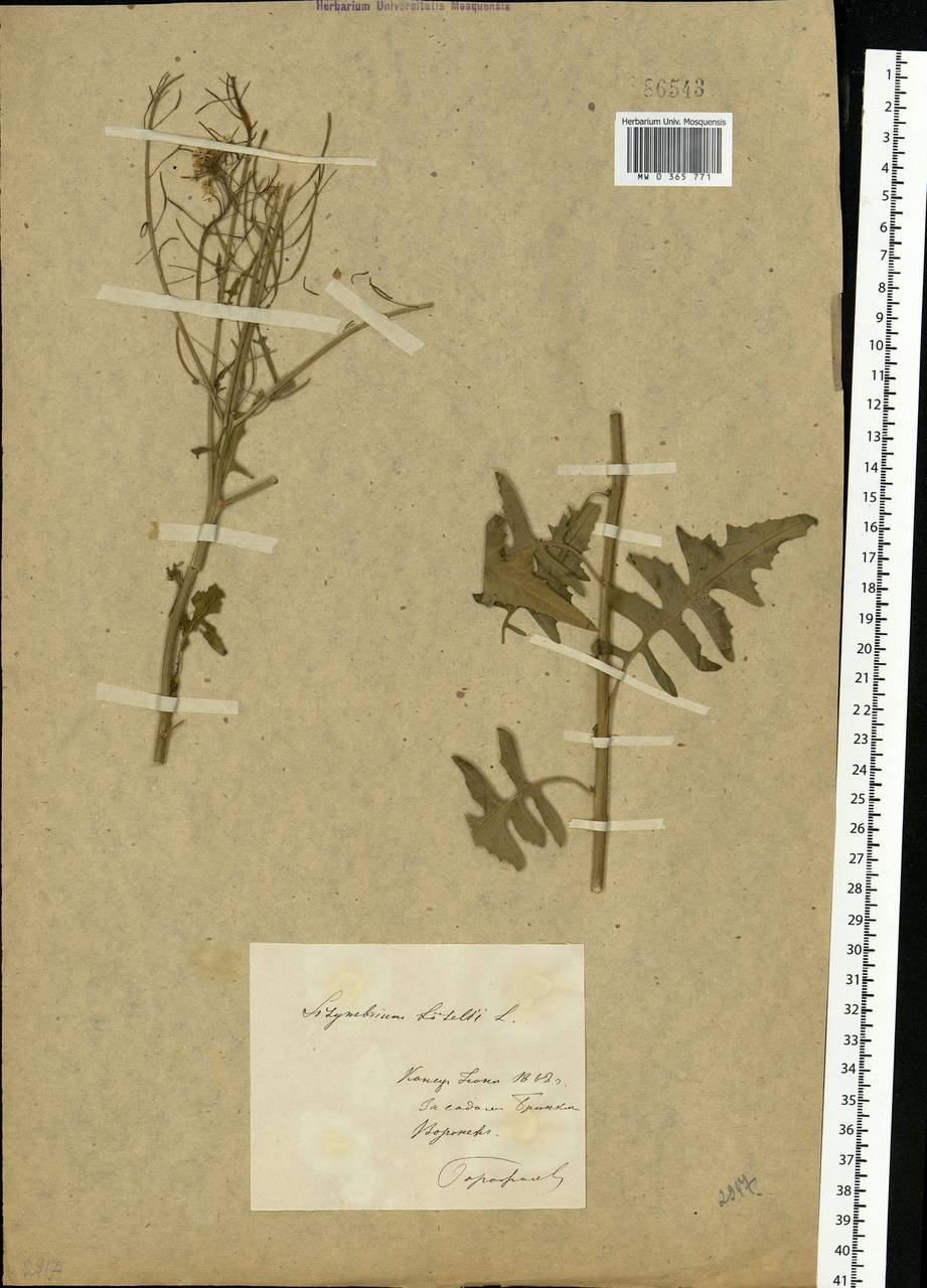 Sisymbrium loeselii L., Eastern Europe, Central forest-and-steppe region (E6) (Russia)