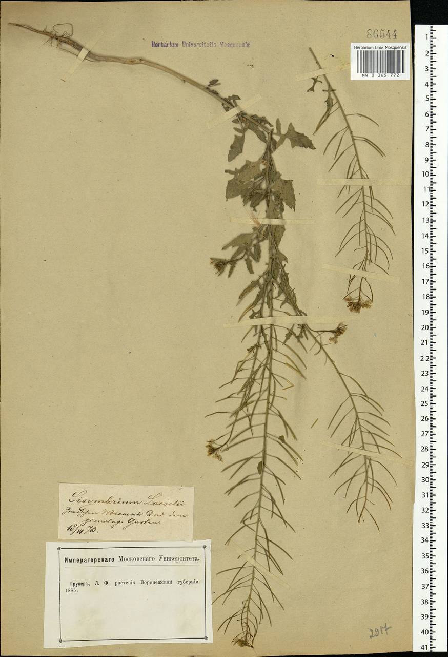 Sisymbrium loeselii L., Eastern Europe, Central forest-and-steppe region (E6) (Russia)