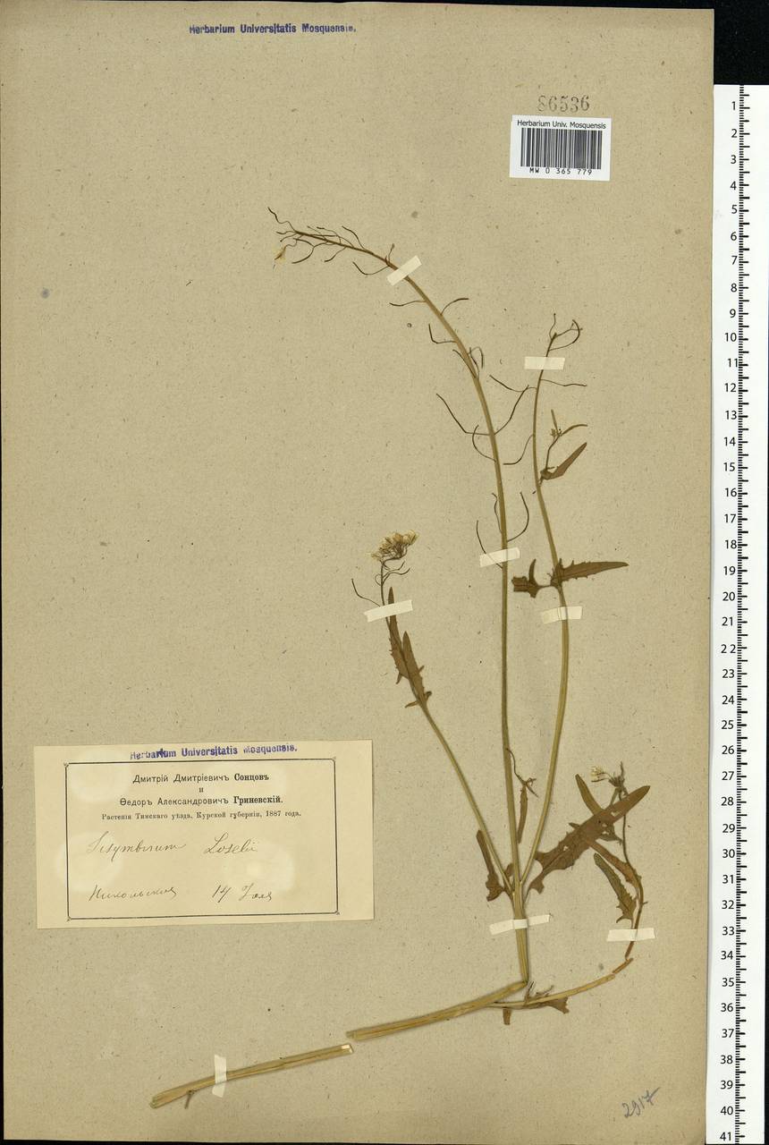 Sisymbrium loeselii L., Eastern Europe, Central forest-and-steppe region (E6) (Russia)