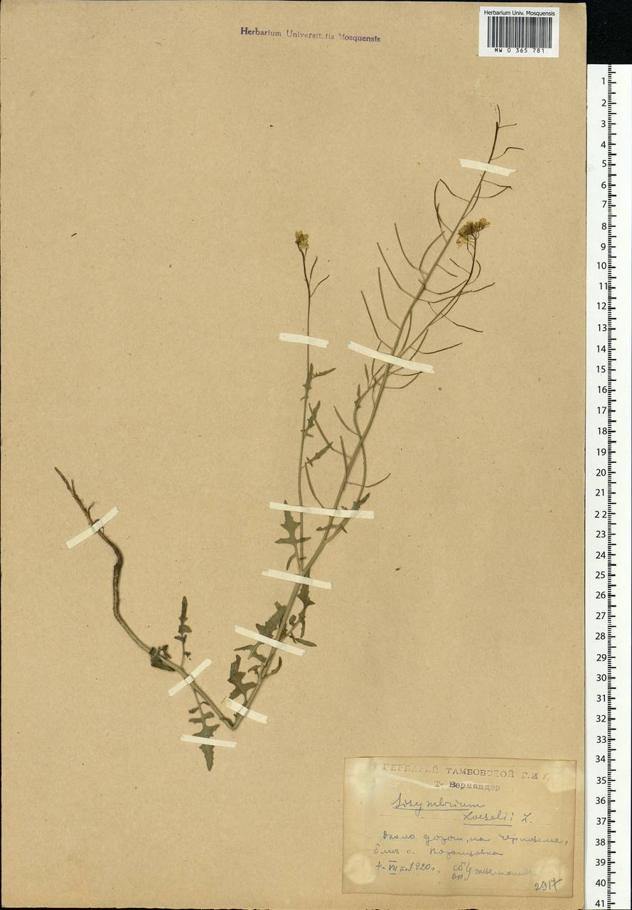 Sisymbrium loeselii L., Eastern Europe, Central forest-and-steppe region (E6) (Russia)