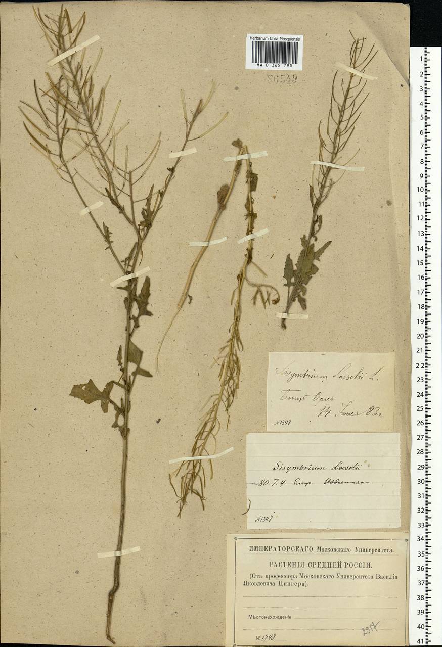 Sisymbrium loeselii L., Eastern Europe, Central forest-and-steppe region (E6) (Russia)