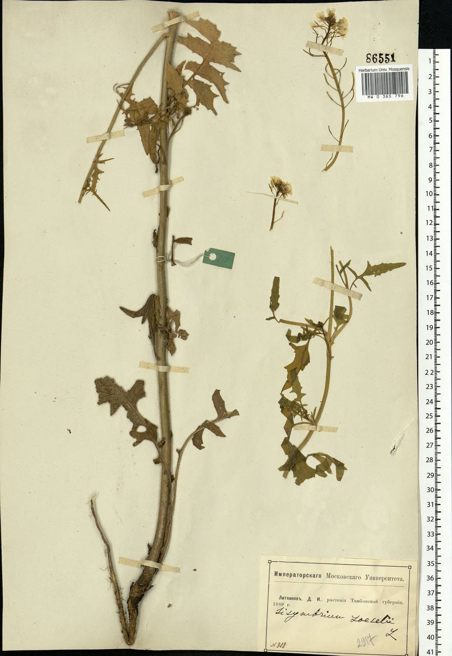 Sisymbrium loeselii L., Eastern Europe, Central forest-and-steppe region (E6) (Russia)