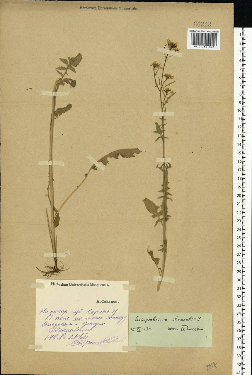 Sisymbrium loeselii L., Eastern Europe, Volga-Kama region (E7) (Russia)
