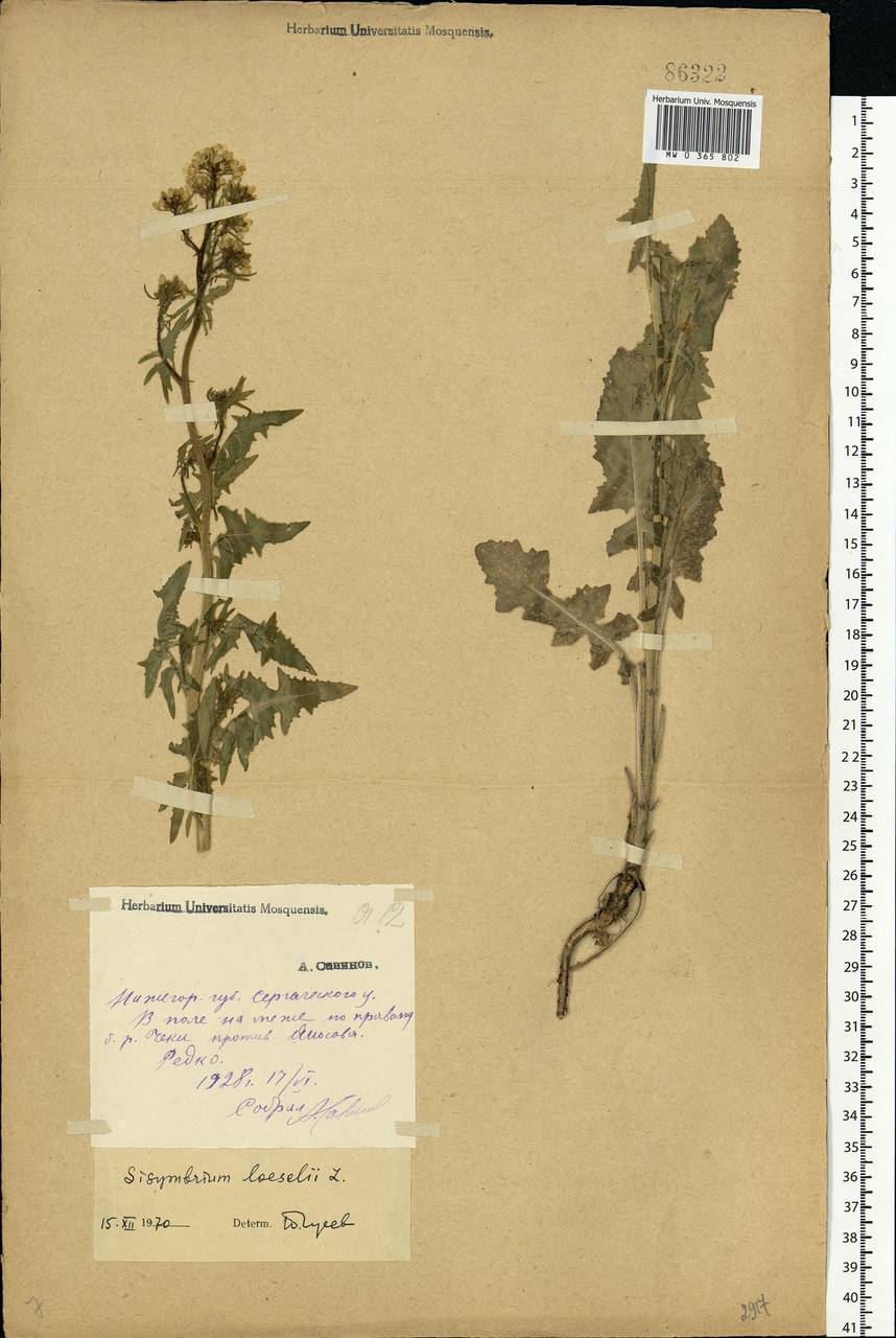 Sisymbrium loeselii L., Eastern Europe, Volga-Kama region (E7) (Russia)