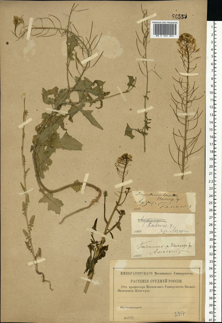 Sisymbrium loeselii L., Eastern Europe, Volga-Kama region (E7) (Russia)