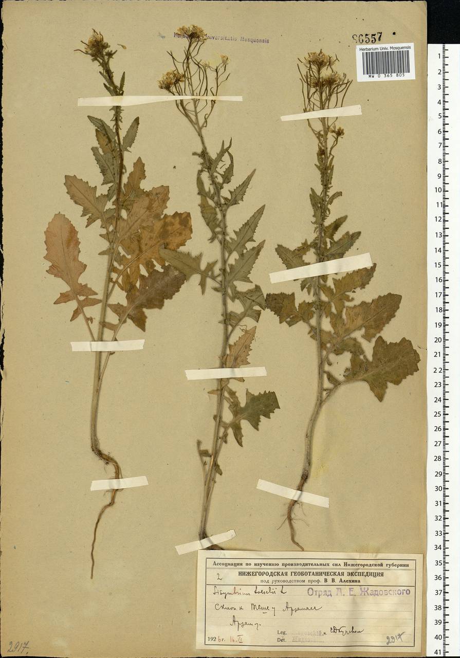 Sisymbrium loeselii L., Eastern Europe, Volga-Kama region (E7) (Russia)