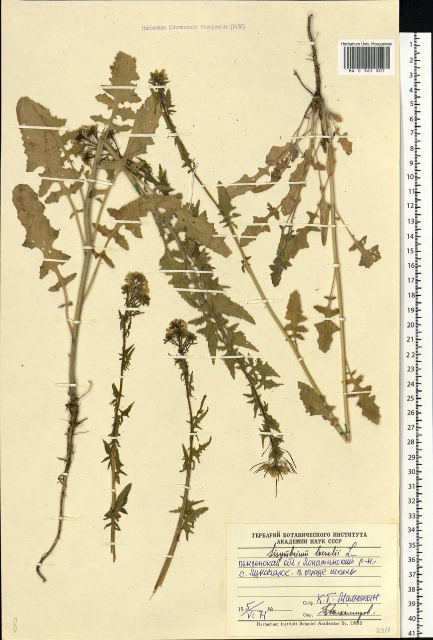 Sisymbrium loeselii L., Eastern Europe, Middle Volga region (E8) (Russia)