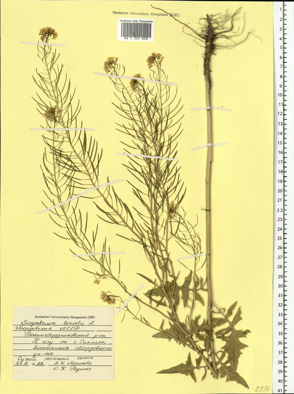 Sisymbrium loeselii L., Eastern Europe, Middle Volga region (E8) (Russia)
