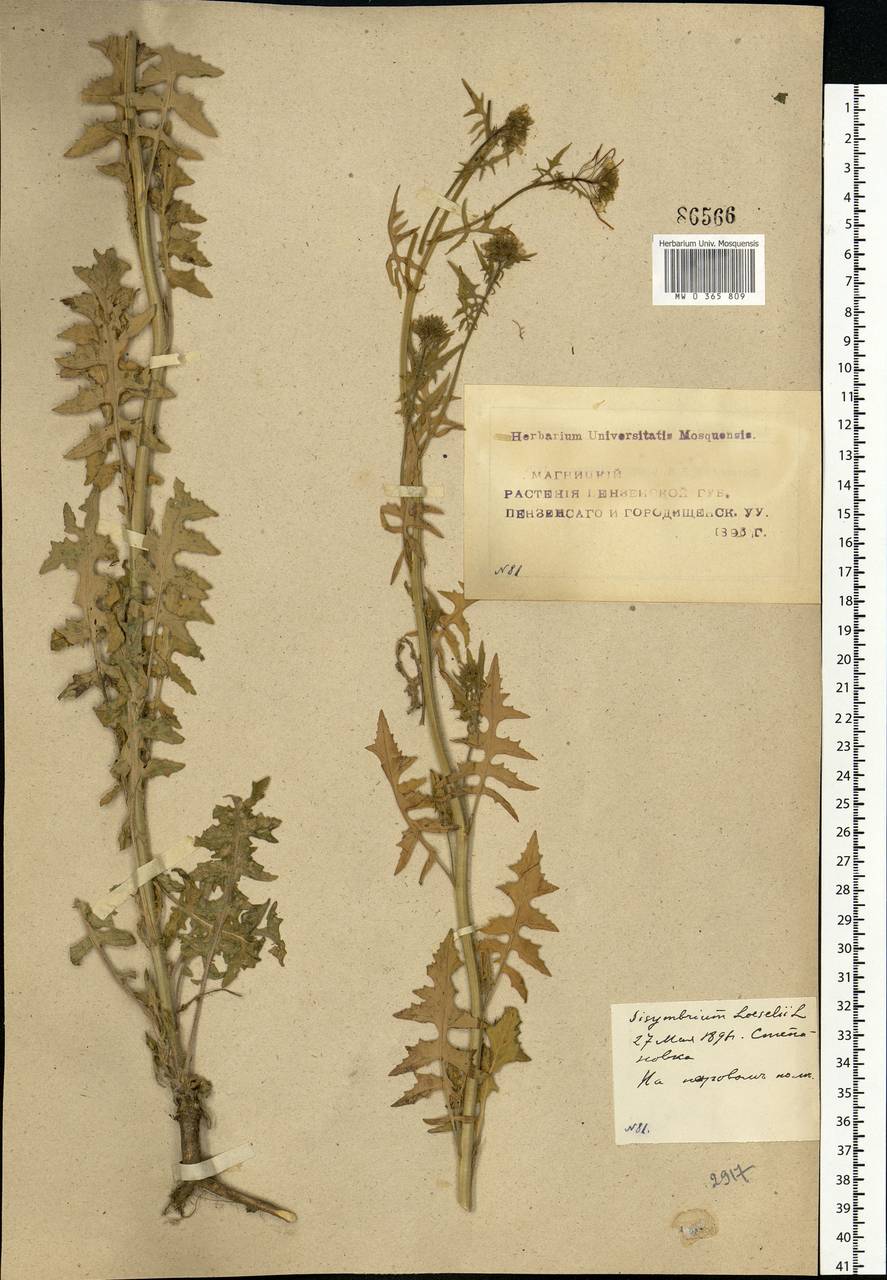 Sisymbrium loeselii L., Eastern Europe, Middle Volga region (E8) (Russia)