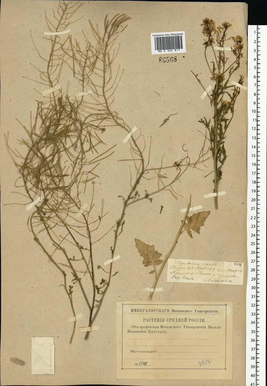 Sisymbrium loeselii L., Eastern Europe, Middle Volga region (E8) (Russia)