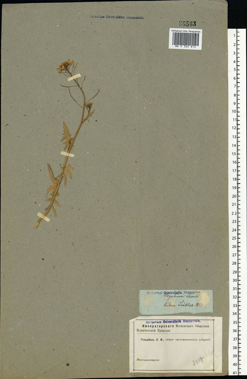 Sisymbrium loeselii L., Eastern Europe, Middle Volga region (E8) (Russia)