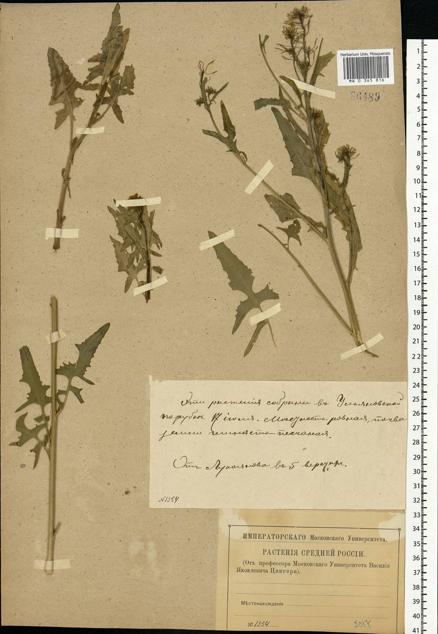 Sisymbrium loeselii L., Eastern Europe, Volga-Kama region (E7) (Russia)
