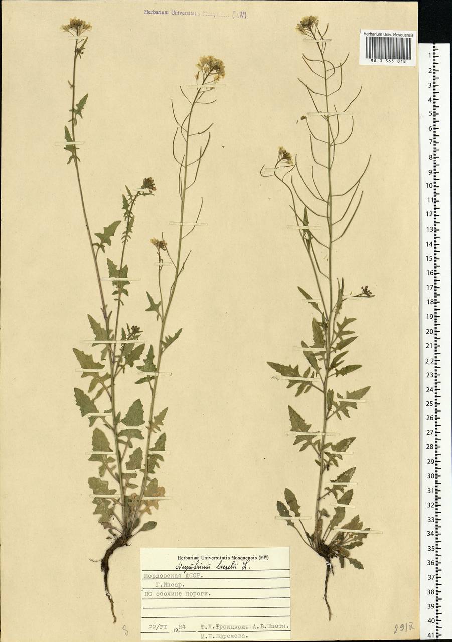 Sisymbrium loeselii L., Eastern Europe, Middle Volga region (E8) (Russia)