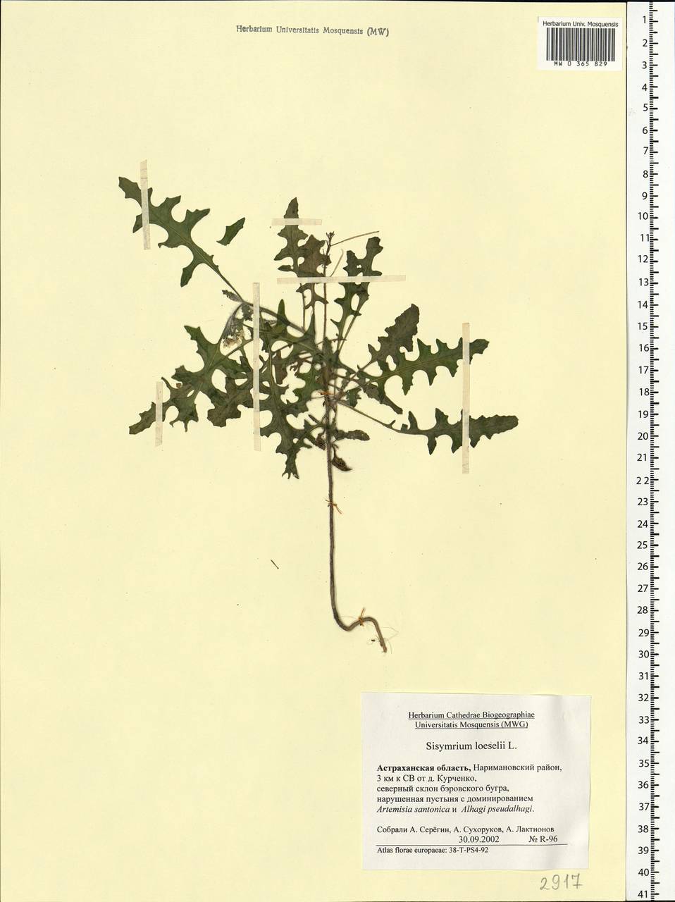 Sisymbrium loeselii L., Eastern Europe, Lower Volga region (E9) (Russia)