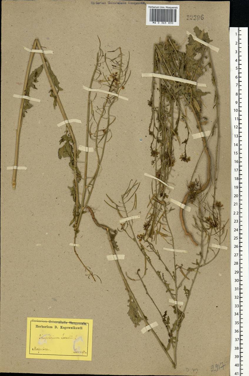 Sisymbrium loeselii L., Eastern Europe, Lower Volga region (E9) (Russia)