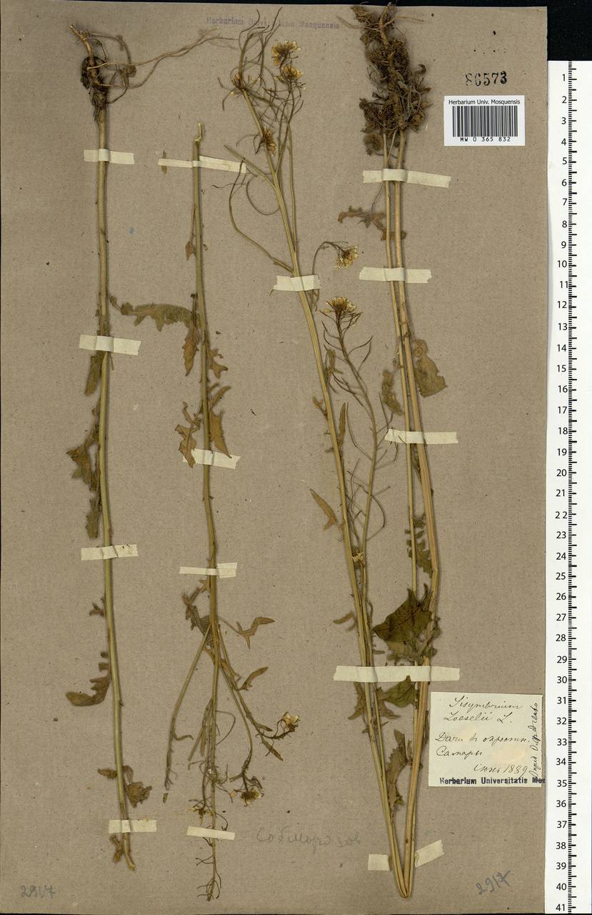 Sisymbrium loeselii L., Eastern Europe, Middle Volga region (E8) (Russia)