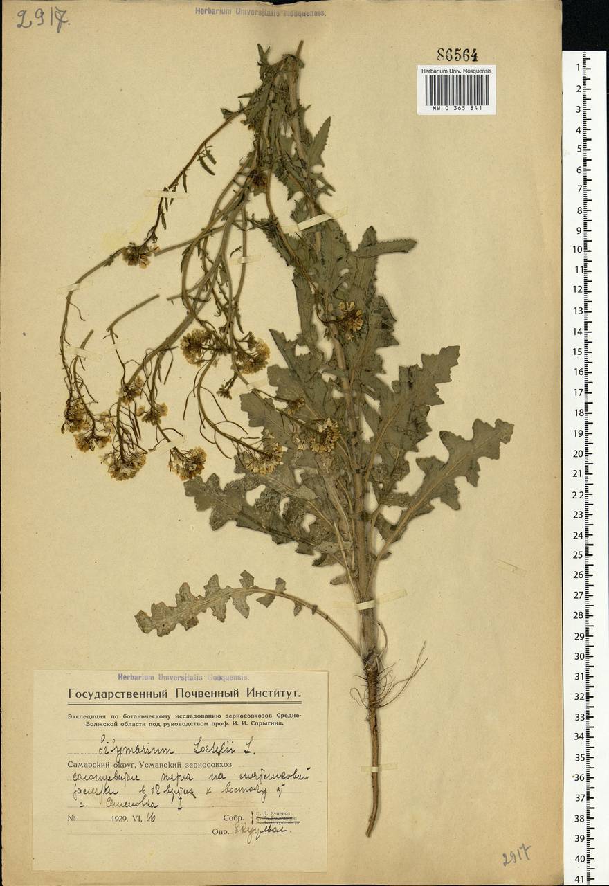 Sisymbrium loeselii L., Eastern Europe, Eastern region (E10) (Russia)