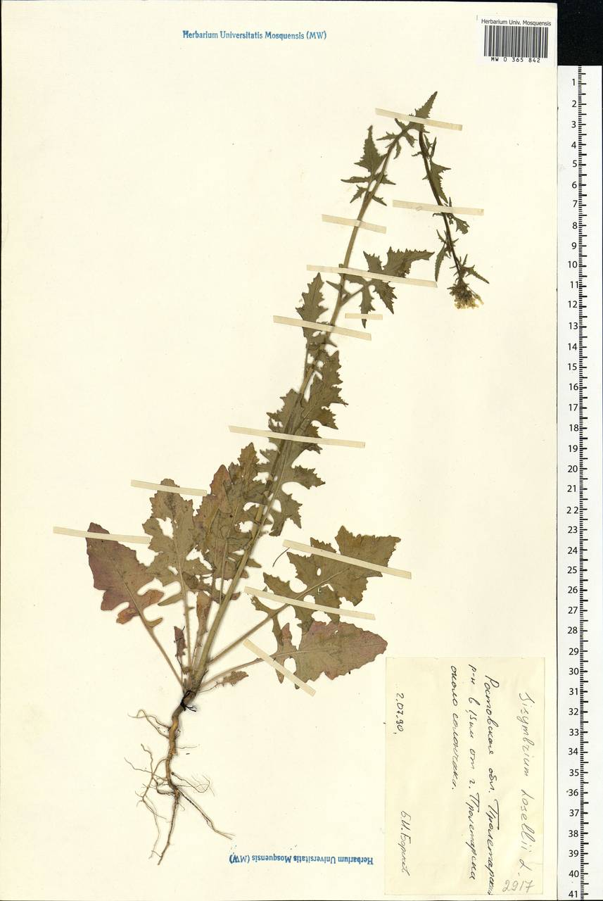 Sisymbrium loeselii L., Eastern Europe, Rostov Oblast (E12a) (Russia)