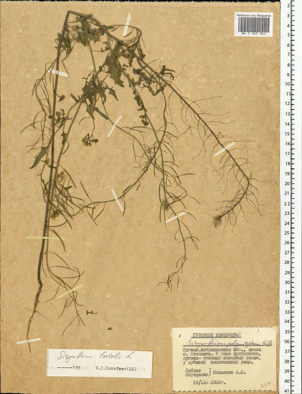 Sisymbrium loeselii L., Eastern Europe, Lower Volga region (E9) (Russia)