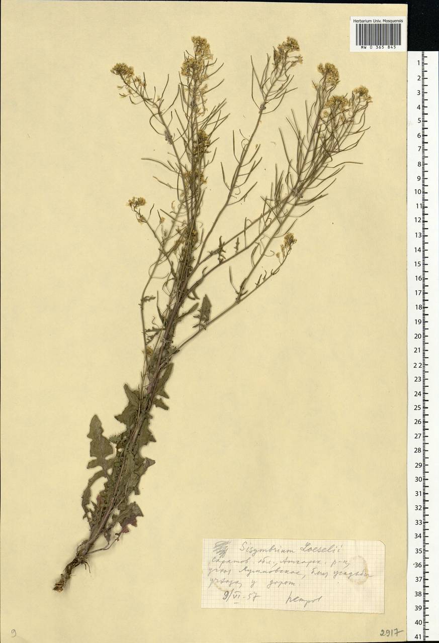 Sisymbrium loeselii L., Eastern Europe, Lower Volga region (E9) (Russia)
