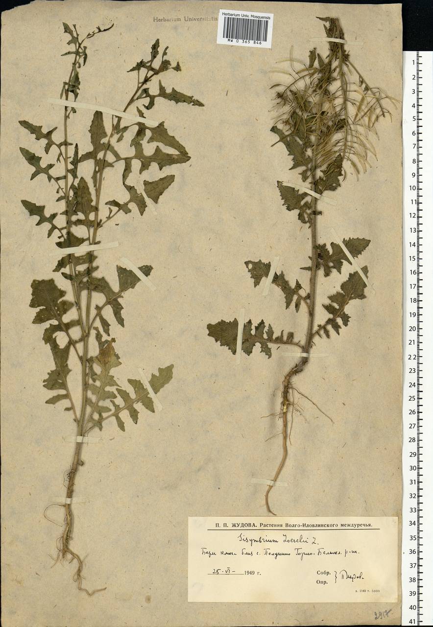 Sisymbrium loeselii L., Eastern Europe, Lower Volga region (E9) (Russia)