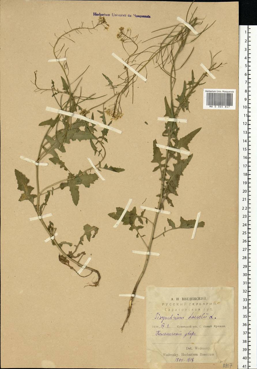 Sisymbrium loeselii L., Eastern Europe, Middle Volga region (E8) (Russia)